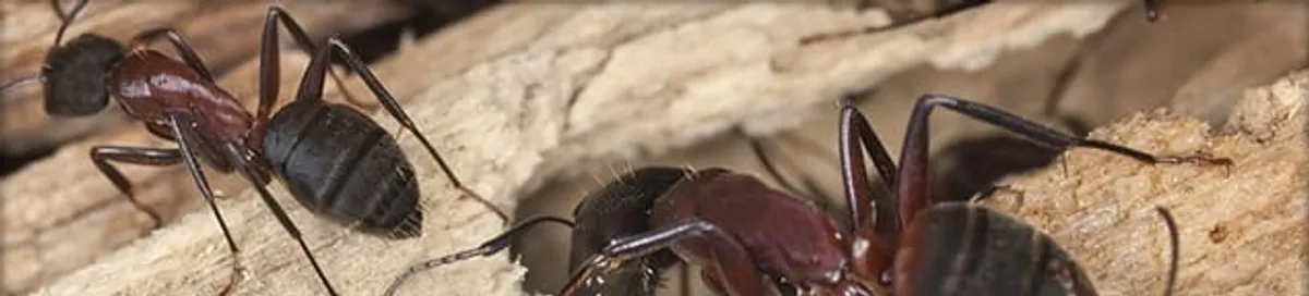 Close-up of ants on wood showing an active ant infestation in Tulsa, OK