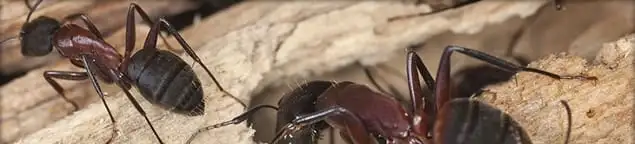 Close-up of ants on wood showing an active ant infestation in Tulsa, OK