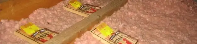 Mouse traps placed in an attic for rodent control in Tulsa, OK