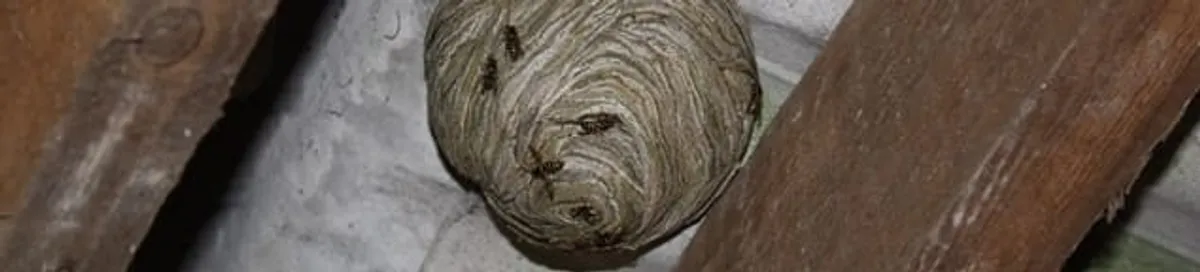 Wasp nest in an attic space, a common home infestation risk in Tulsa, OK
