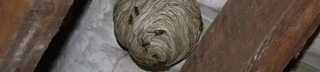 Wasp nest in an attic space, a common home infestation risk in Tulsa, OK