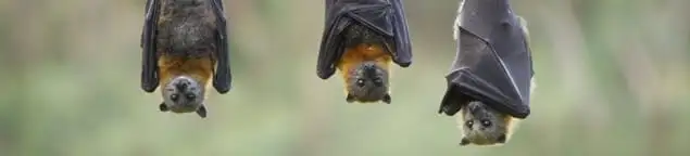 Bats roosting together, a common sign of a bat infestation in Tulsa, OK