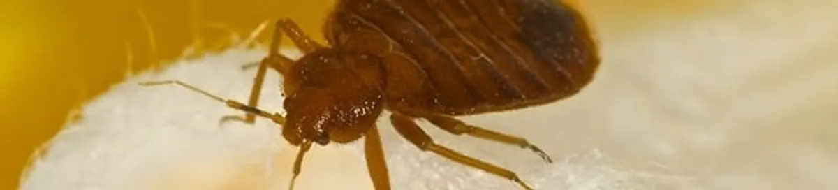 Close-up of a bed bug, a sign of an active infestation in Tulsa, OK