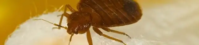Close-up of a bed bug, a sign of an active infestation in Tulsa, OK