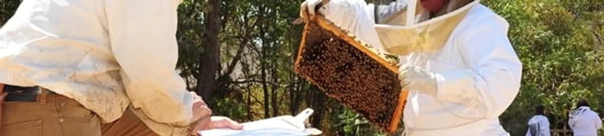 Bee removal specialists relocating a hive and honeycomb safely in Tulsa, OK