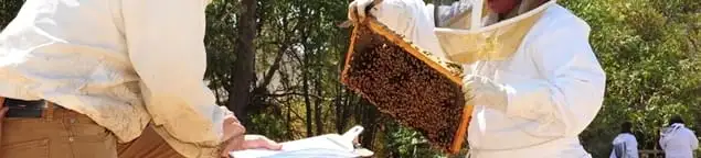 Bee removal specialists relocating a hive and honeycomb safely in Tulsa, OK