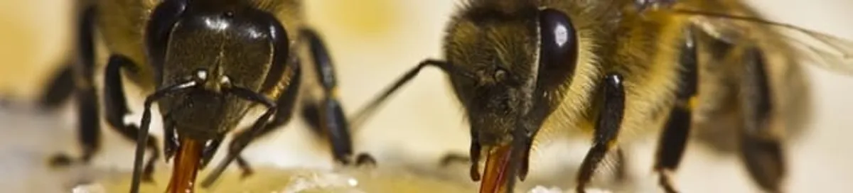 Close-up of honey bees, a sign of a nearby hive in Tulsa, OK