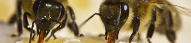 Close-up of honey bees, a sign of a nearby hive in Tulsa, OK