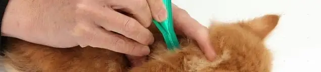 Flea treatment for pets using a flea comb, a sign of flea problems in Tulsa, OK