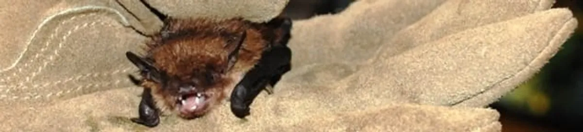 Bat removal specialist holding a bat safely during humane exclusion in Tulsa, OK