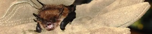 Bat removal specialist holding a bat safely during humane exclusion in Tulsa, OK