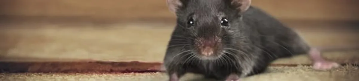 Mouse indoors, a common sign of a rodent infestation in Tulsa, OK