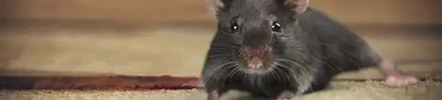 Mouse indoors, a common sign of a rodent infestation in Tulsa, OK
