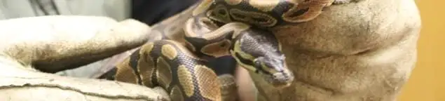 Snake removal specialist safely handling a snake with protective gloves in Tulsa, OK