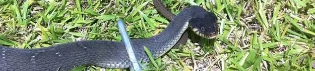 Snake in a yard, a common sign of a snake problem near a home in Tulsa, OK