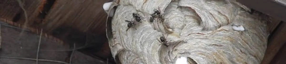 Close-up of a wasp nest with active wasps, a sign of an infestation in Tulsa, OK