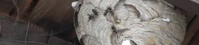 Close-up of a wasp nest with active wasps, a sign of an infestation in Tulsa, OK